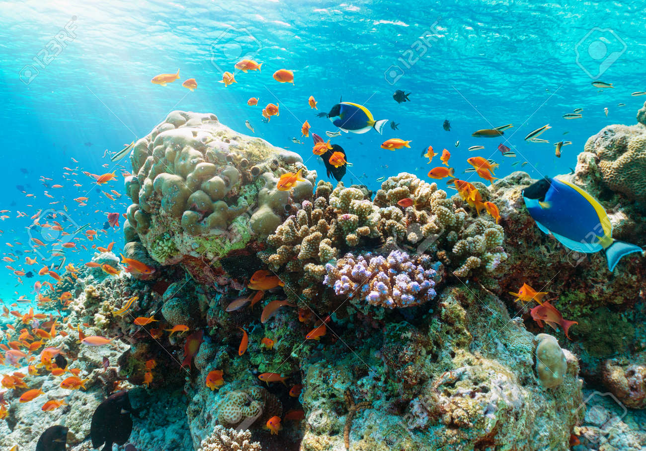 Colorful Underwater Reef With Tropical Fishes In The Indian Ocean, Maldives  Stock Photo, Picture and Royalty Free Image. Image 100735206., image size:1300x909