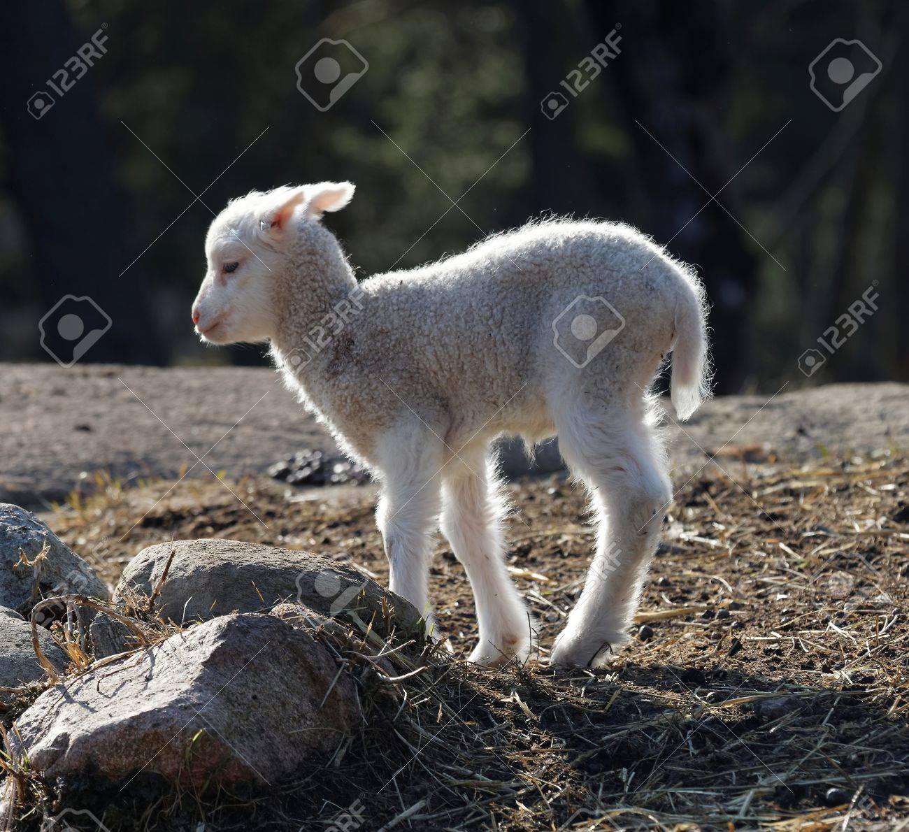 Un Agneau Mignon Marchant Dans La Prairie Une Journee Ensoleillee Dans Mars Banque D Images Et Photos Libres De Droits Image