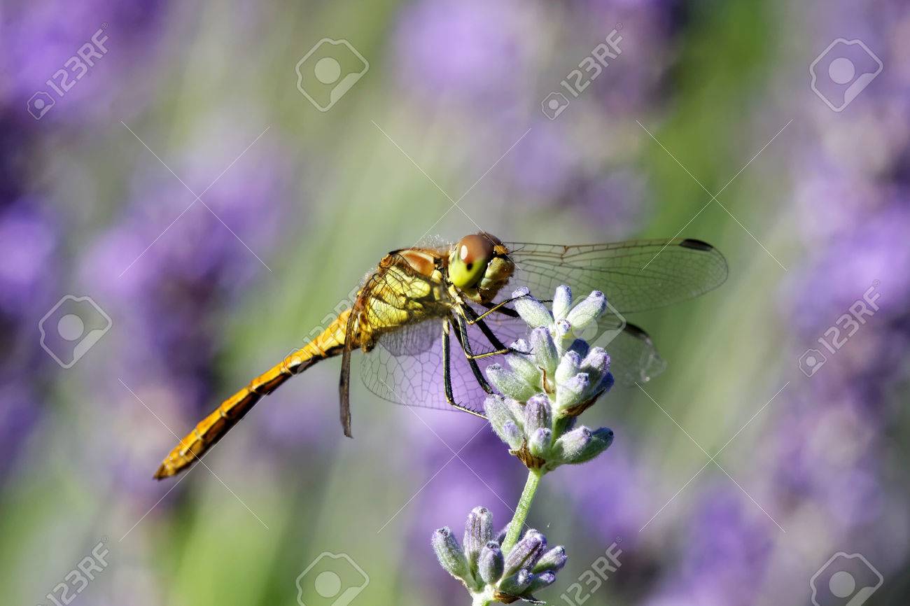 紫色の花の上に座って黄色トンボの側面図です ラテン語名 ウスバキトンボ ファブリキウス の写真素材 画像素材 Image 紫色の花の上に座って黄色トンボの側面図です ラテン語名 ウスバキトンボ ファブリキウス の写真素材 画像素材 Image