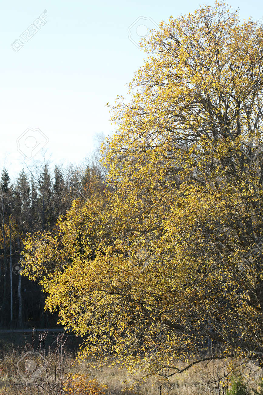 Yellow Sallow Tree During Autumn Stock Photo Picture And Royalty Free Image Image