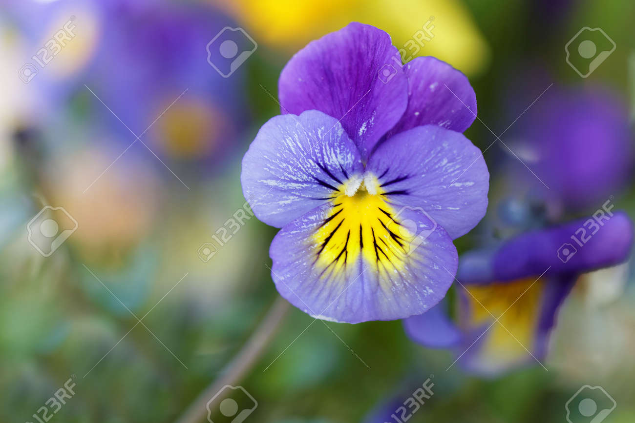 青と黄色のパンジーの花 の写真素材 画像素材 Image