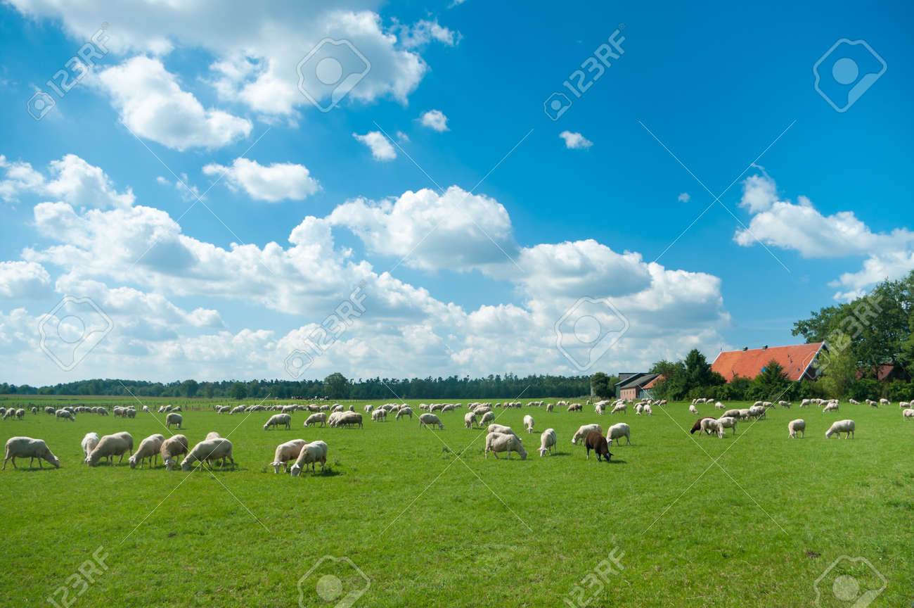 flock of sheep grazing in a meadow somewhere in the netherlands - 7622508 flock of sheep grazing in a meadow somewhere in the netherlands - 7622508