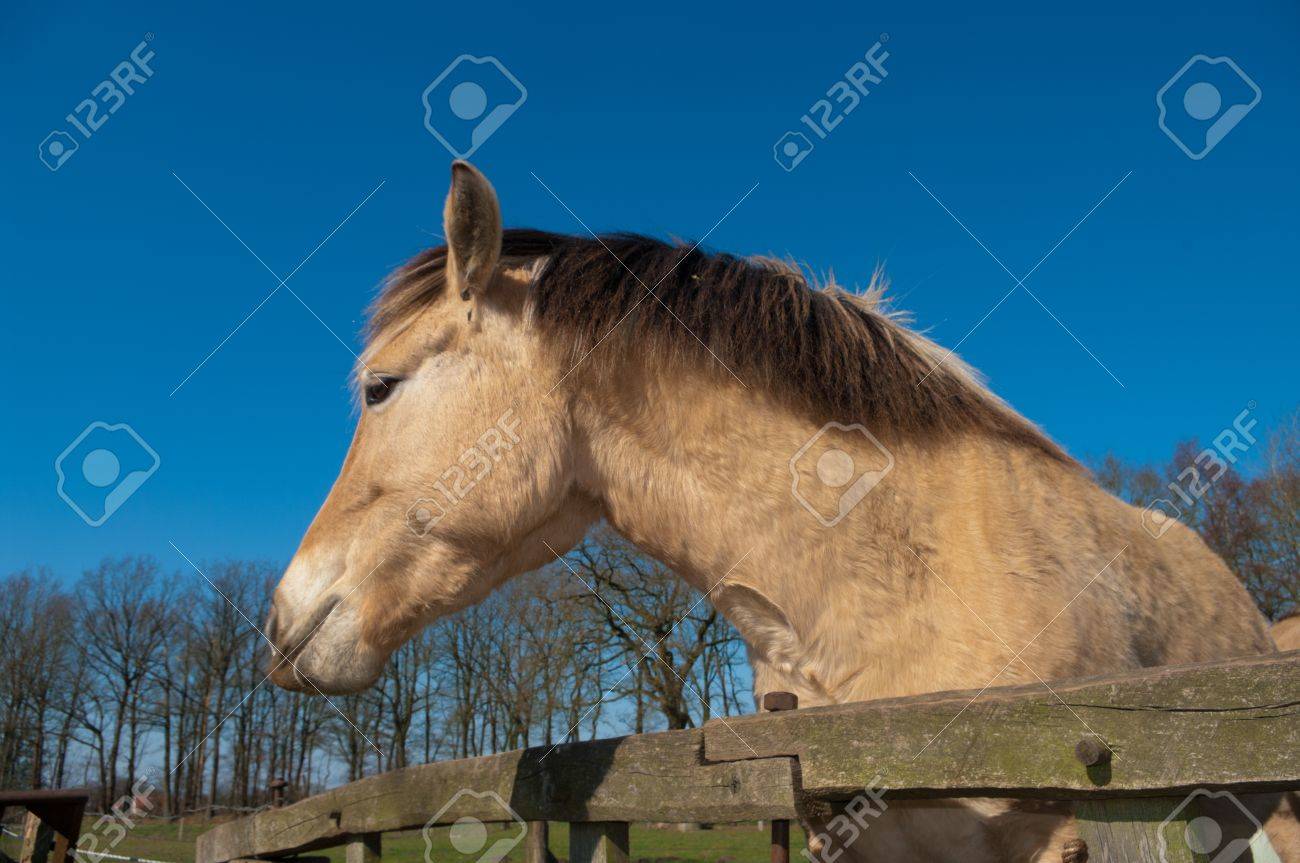 Horse Fjord frozen pictures catalog photo Horse Fjord frozen pictures new photo
