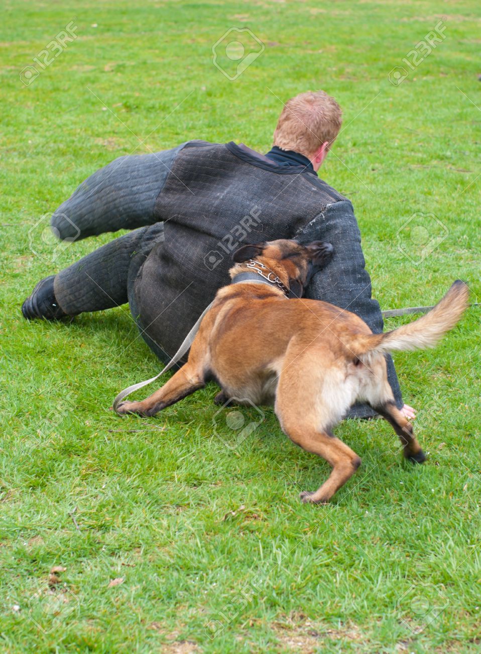 Chien De Berger Allemand Sattaque à Lhomme Dans Un Costume De Protection