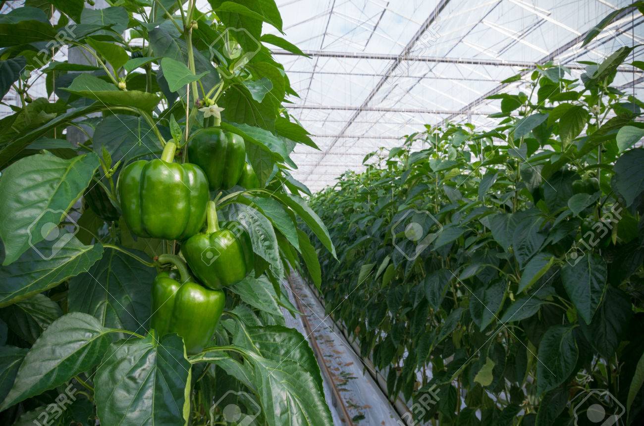 オランダの商業温室でピーマンの栽培 の写真素材 画像素材 Image
