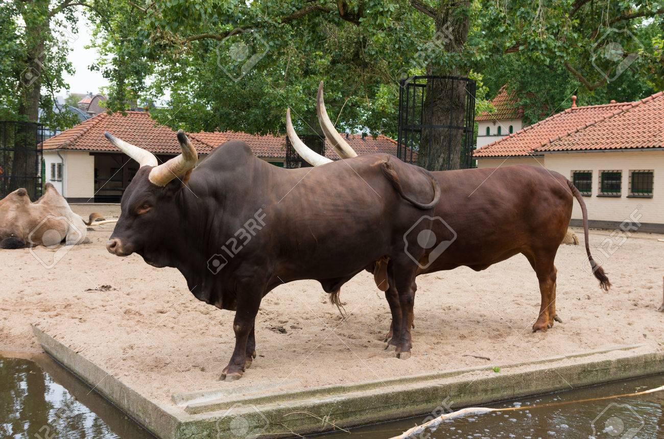 アルティス動物園 オランダの Longhorn の牛のペア の写真素材 画像素材 Image