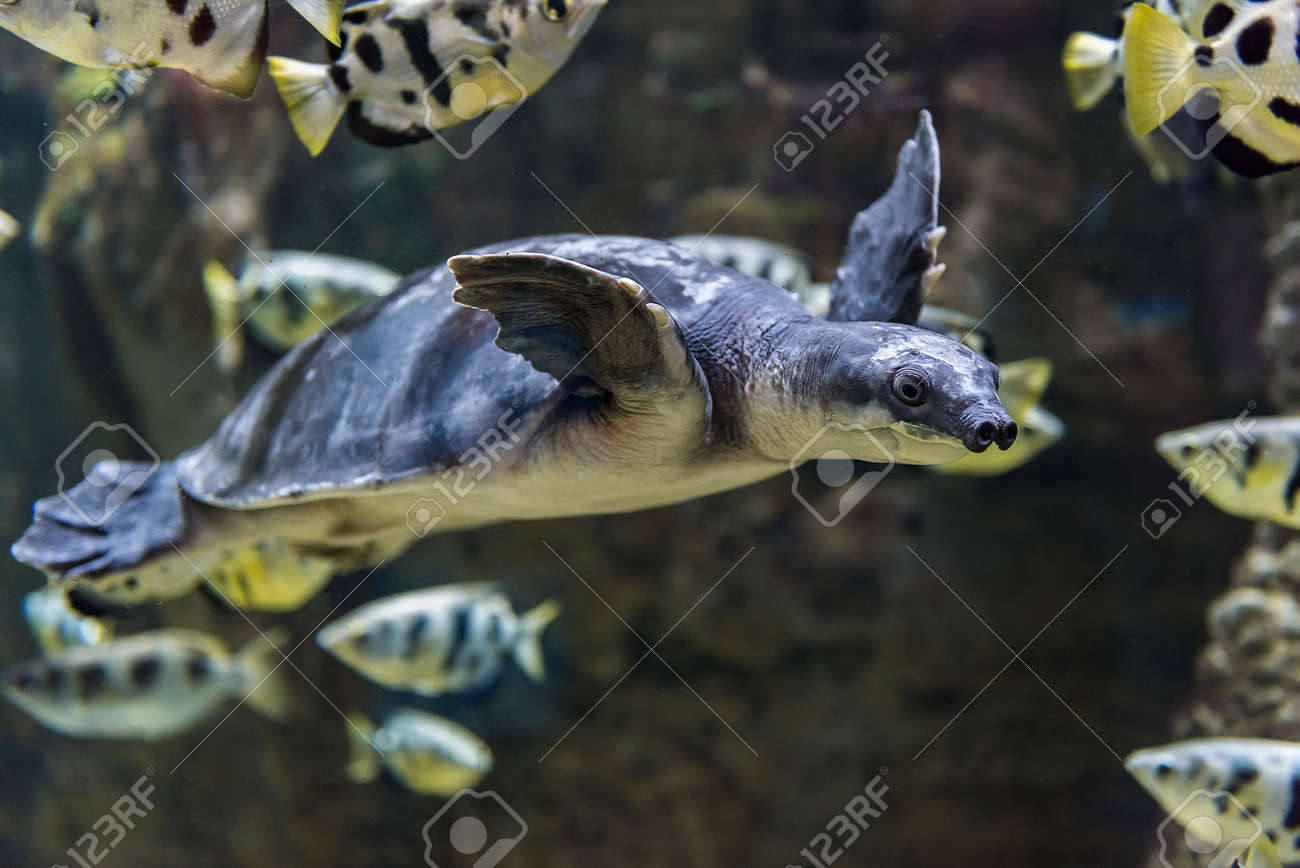 豚鼻亀 の写真素材 画像素材 Image