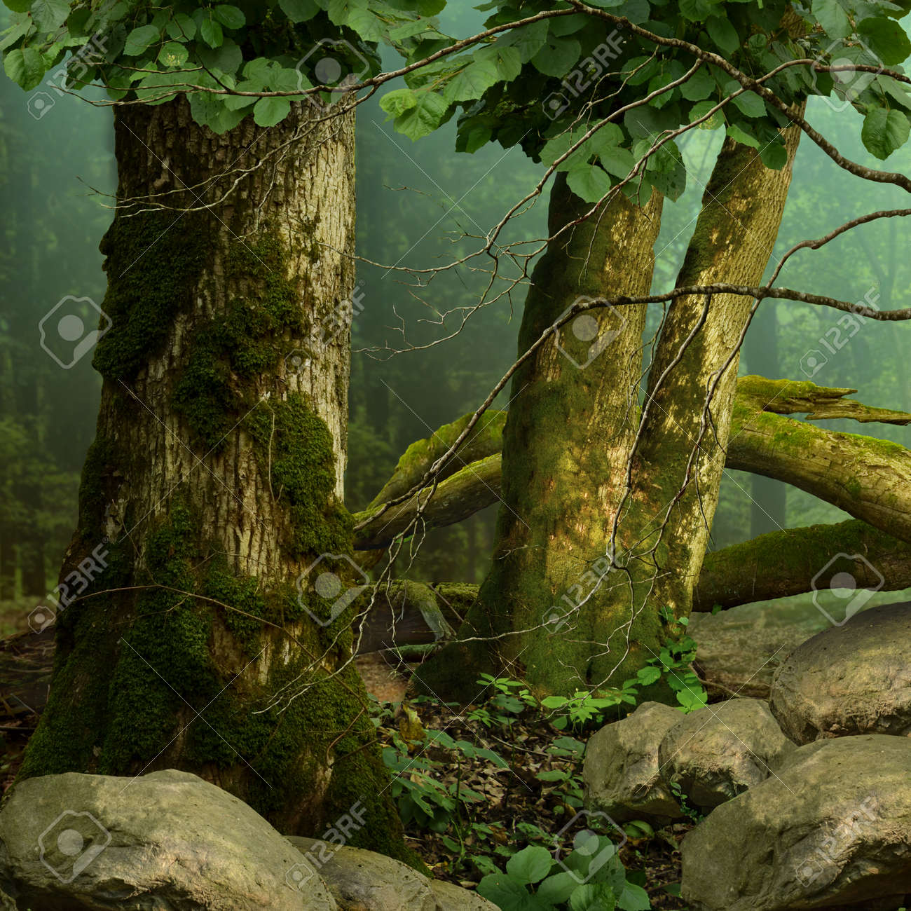 苔むした木 青霞岩と森林景観 の写真素材 画像素材 Image