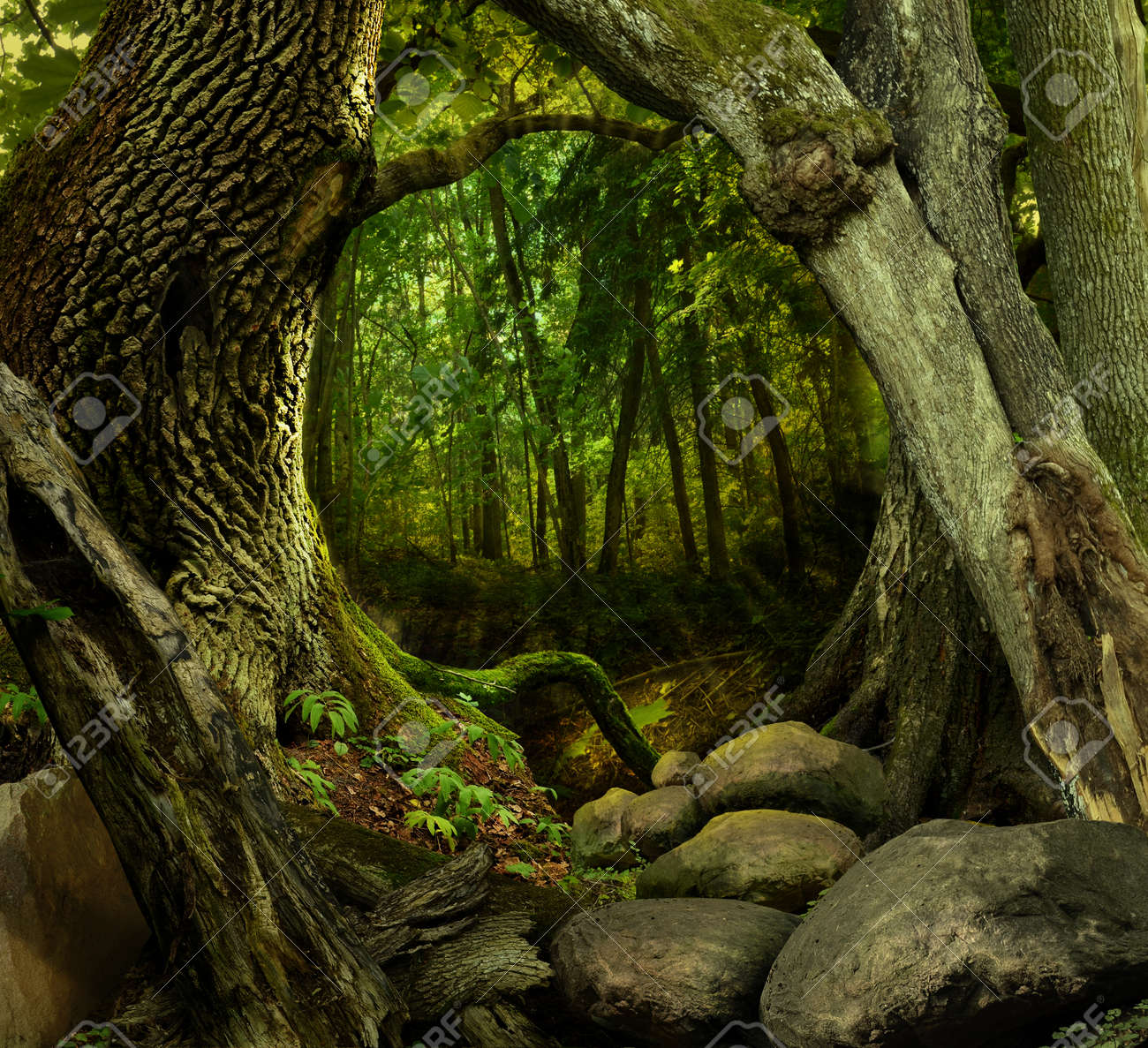 コケに覆われた空洞曲がった木や岩とファンタジーの森 の写真素材 画像素材 Image