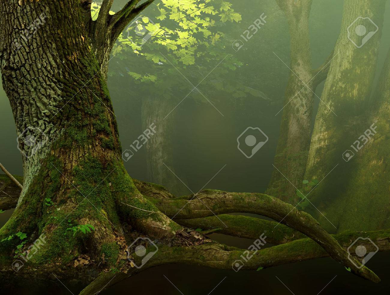 古い苔むした木と根のある風景します の写真素材 画像素材 Image