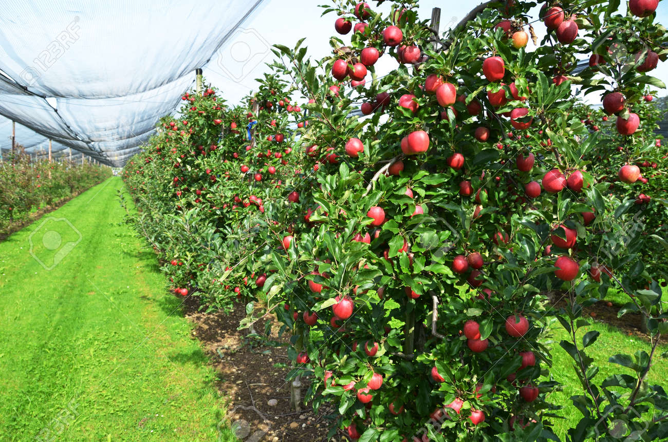 Apple Garden Stock Photo, Picture and Royalty Free Image. Image 22671838.
