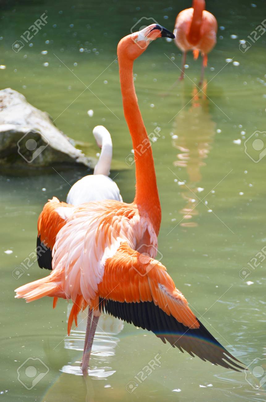 カリブ海のフラミンゴ の写真素材 画像素材 Image