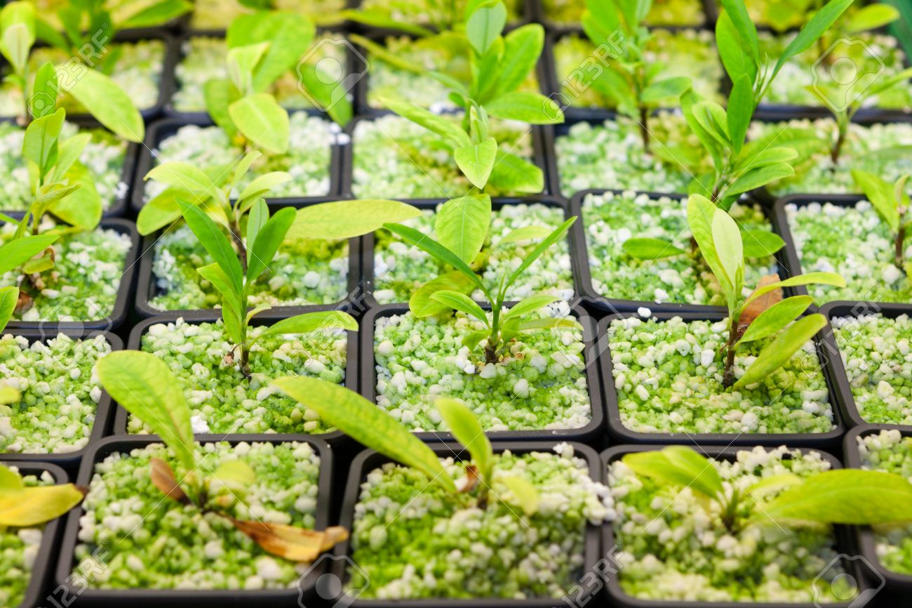 コカ植物 Erythroxylum コカを栽培するコカインの派生元 観葉植物とその葉は興奮剤として乾燥 噛んでいる国内使用のための小さなプラスチック製ポット の写真素材 画像素材 Image