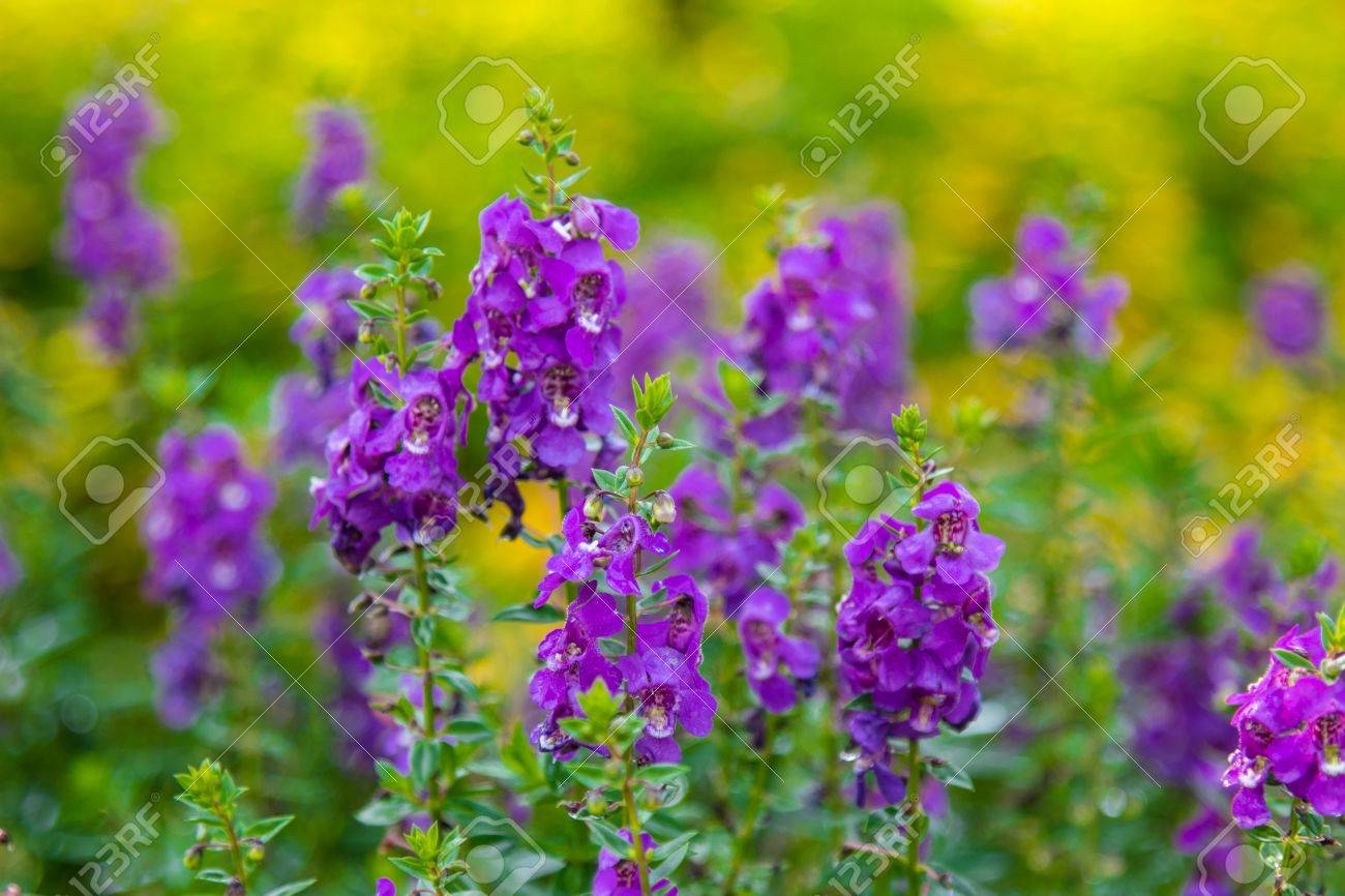 庭でジギタリス花 キツネノテブクロ の写真素材 画像素材 Image