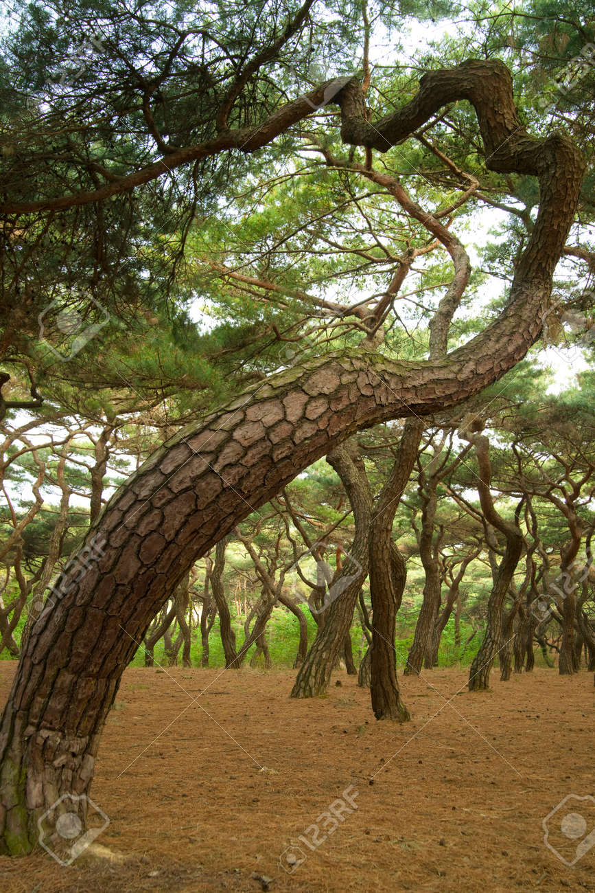 美しい松の木の松 の写真素材 画像素材 Image