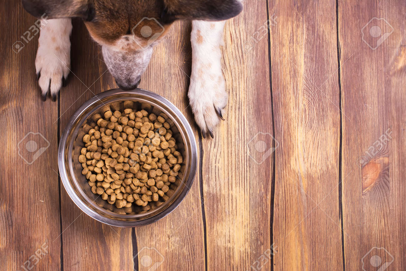 Bowl of dry kibble dog food and dog's paws and neb over grunge wooden floor - 57183558 Bowl of dry kibble dog food and dog's paws and neb over grunge wooden floor - 57183558