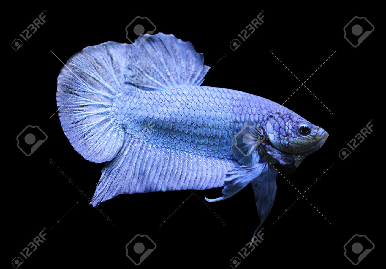 super betta fish