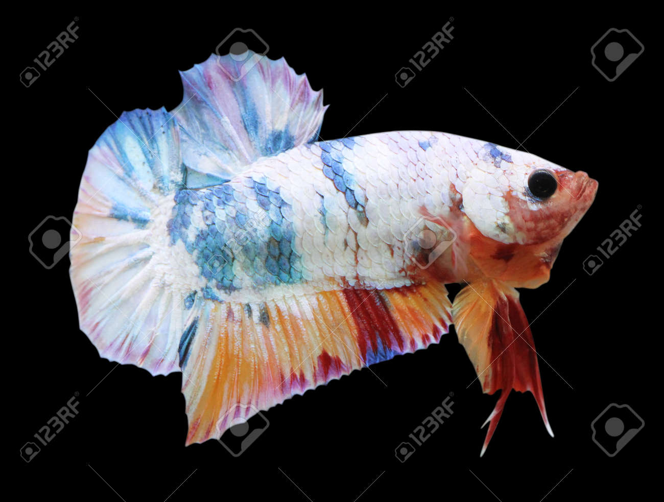 betta candy