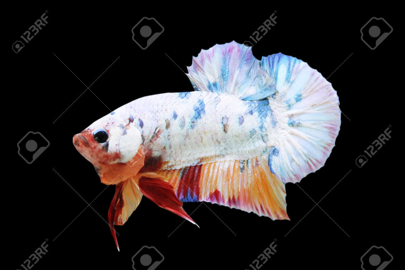 candy betta fish