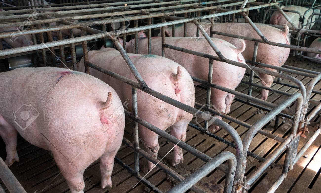 é¢é£ç»å