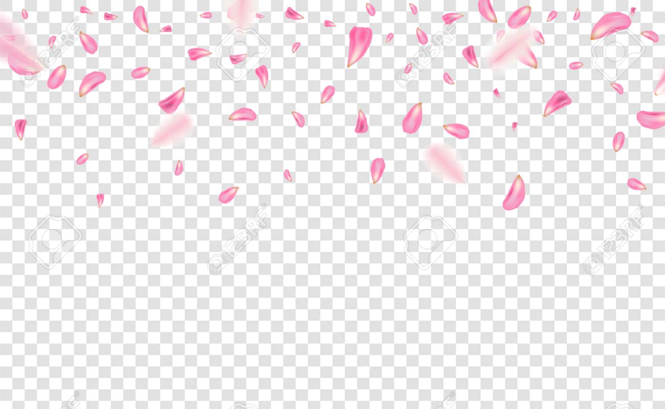 Falling pink sakura petals realistic illustration on transparent