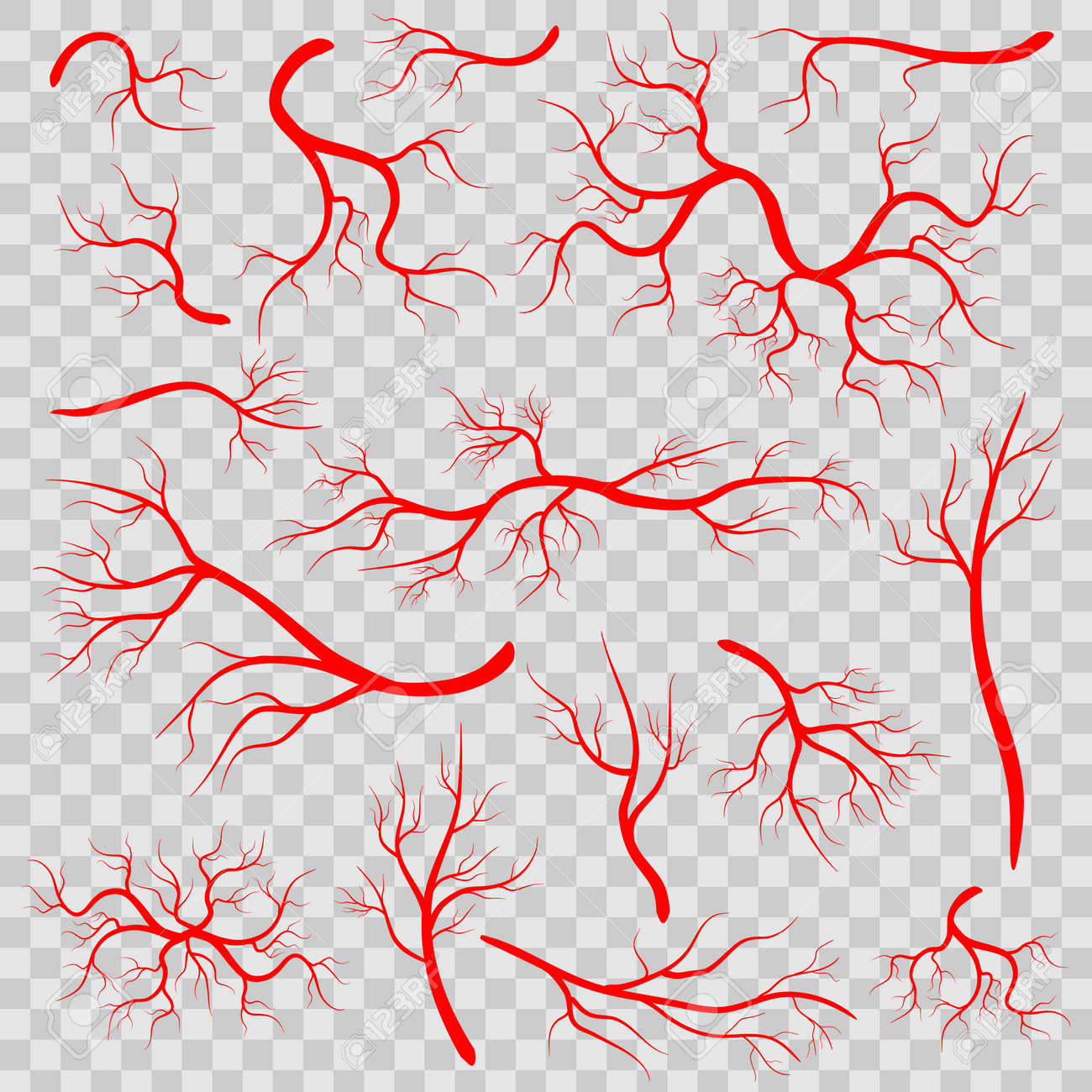 Creative vector illustration of red veins isolated on background. Human vessel, health arteries, Art design. Abstract concept graphic element capillaries. Blood system - 101249224 Creative vector illustration of red veins isolated on background. Human vessel, health arteries, Art design. Abstract concept graphic element capillaries. Blood system - 101249224