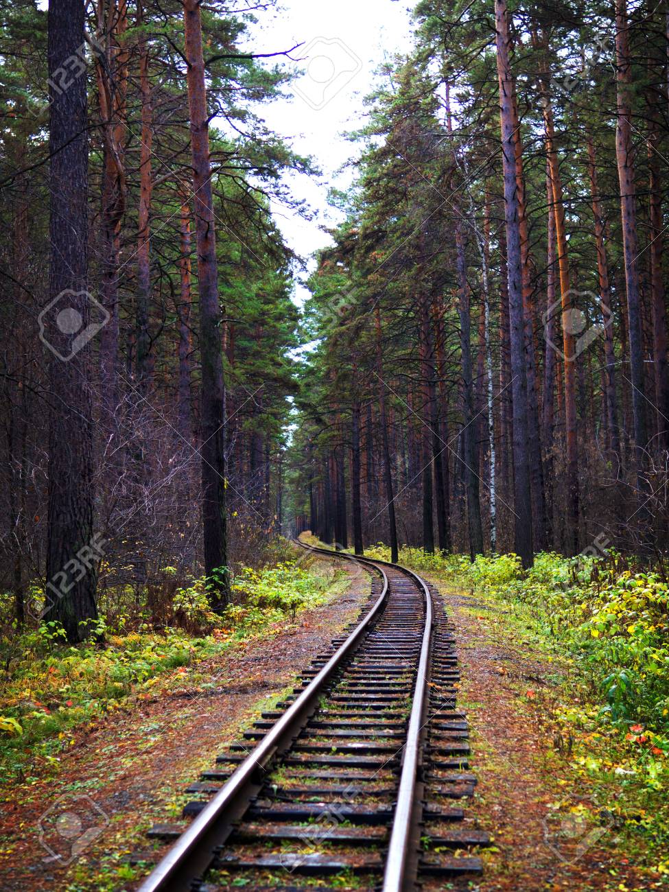View along the railway. Game of summer and autumn colors. Tall trees. - 89517194 View along the railway. Game of summer and autumn colors. Tall trees. - 89517194