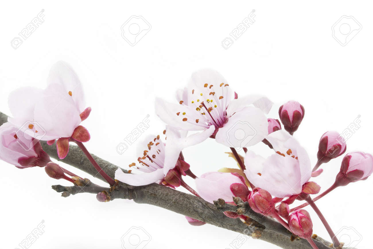 Cherry Plum or Myrobalan Blossoms on white background - 13150177 Cherry Plum or Myrobalan Blossoms on white background - 13150177