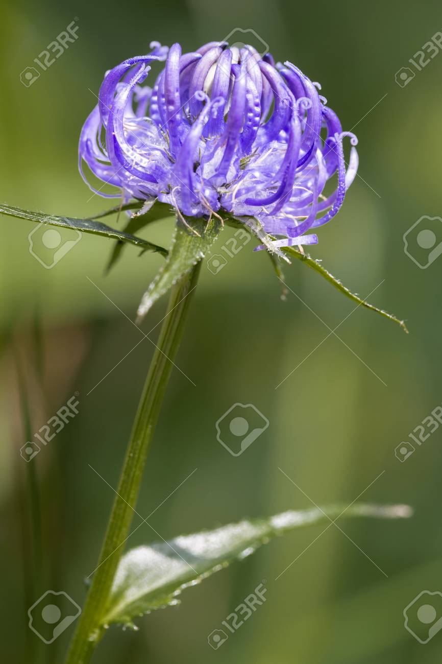 ドイツ バイエルン州の高山草原で Phyteuma うり類の花 の写真素材 画像素材 Image