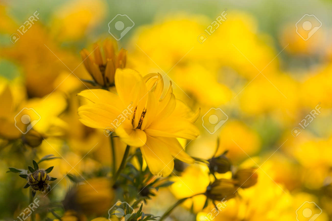 Bidens Ferulifolia Flowers In The Garden Stock Photo Picture And Royalty Free Image Image 125514176
