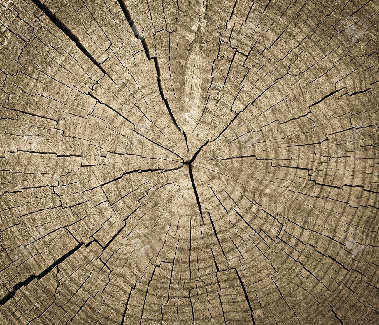 cross section of tree trunk showing growth rings texture background
