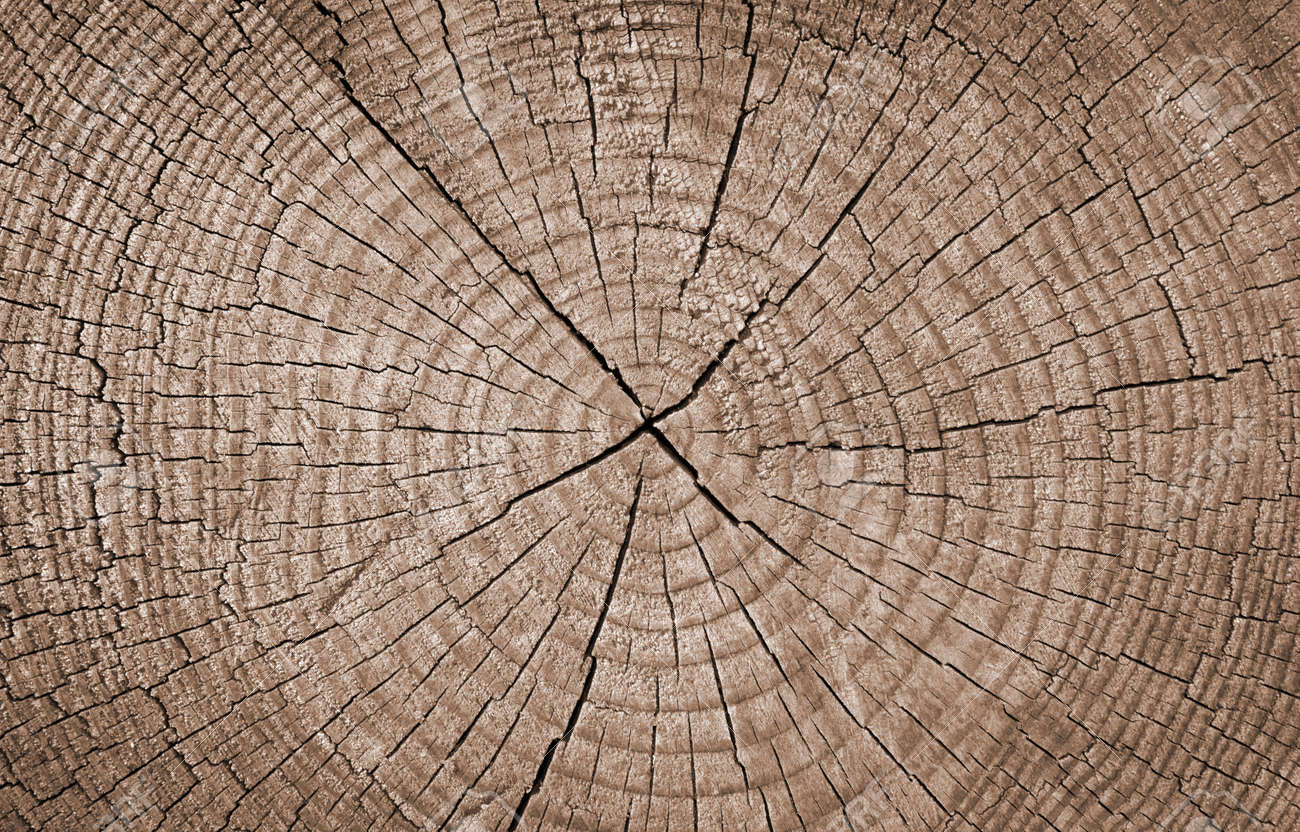 Sección Transversal Del Tronco De árbol Que Los Anillos De Crecimiento, La Textura Fotos, Retratos, Y Fotografía De Archivo Libres De Derecho. Image 32934572.