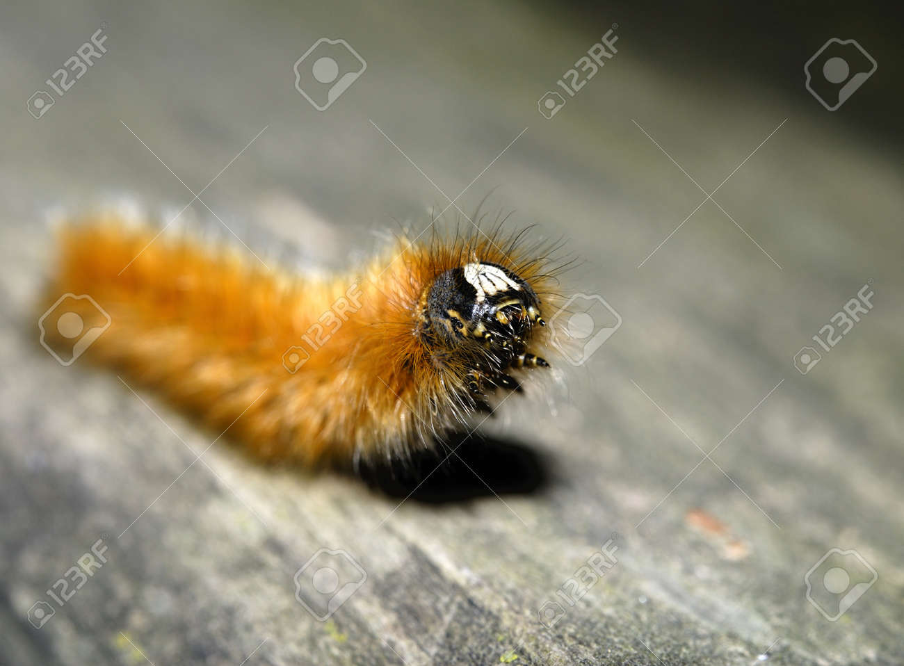 etiam-dictum-ipsum-a-felis