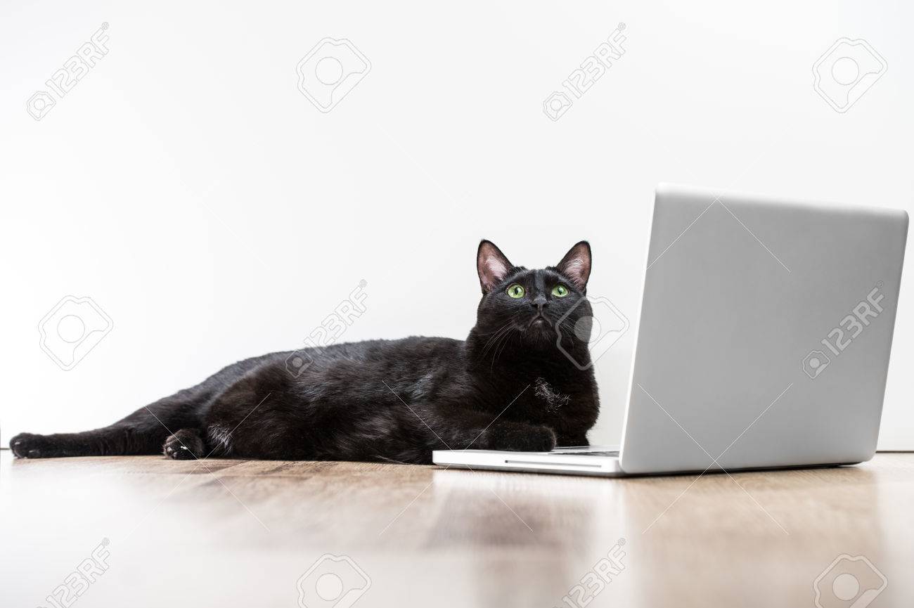 Accueil Chat Noir Regardant Situee Pres Ecran D Ordinateur Portable Sur Le Plancher En Bois Et De Rever Beaucoup De Copyspace Banque D Images Et Photos Libres De Droits Image