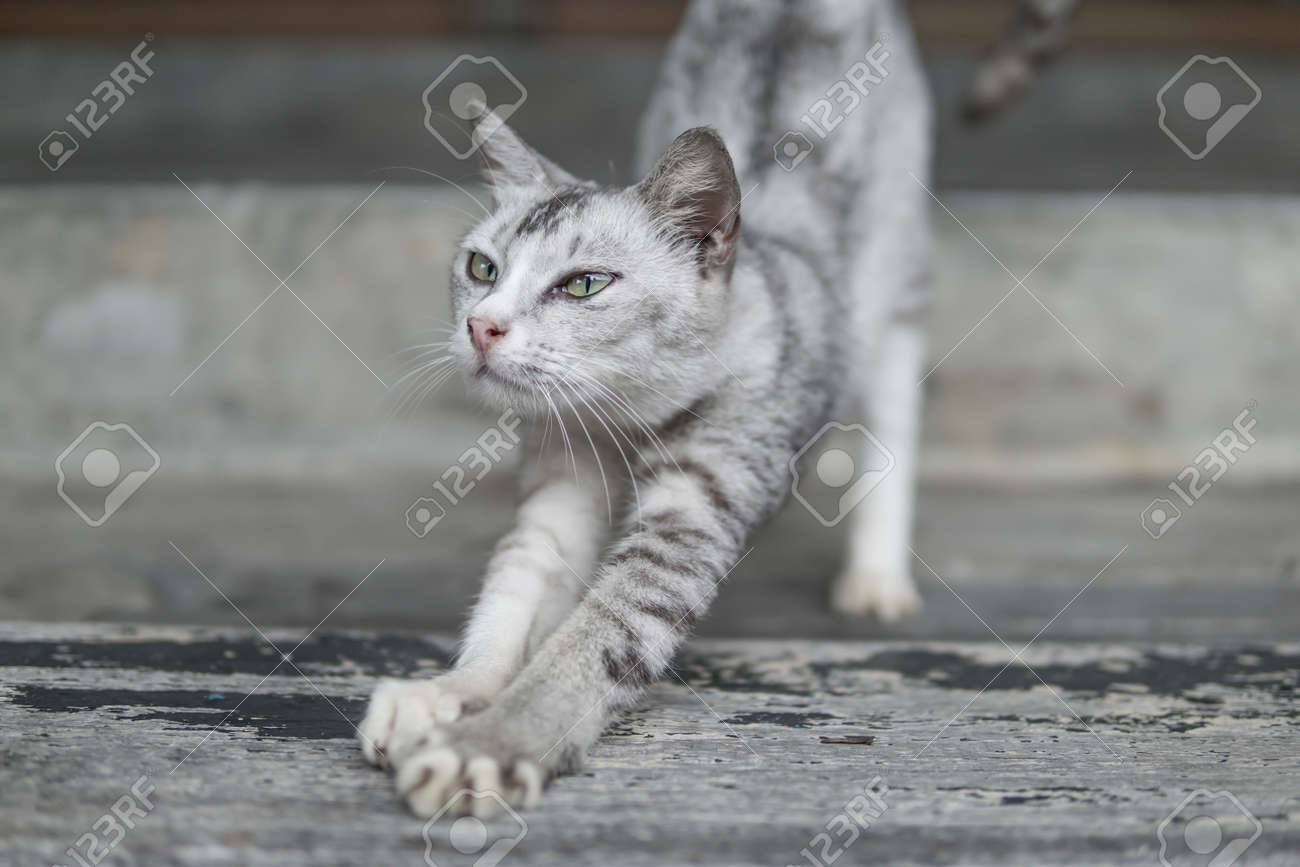 etiam-dictum-ipsum-a-felis