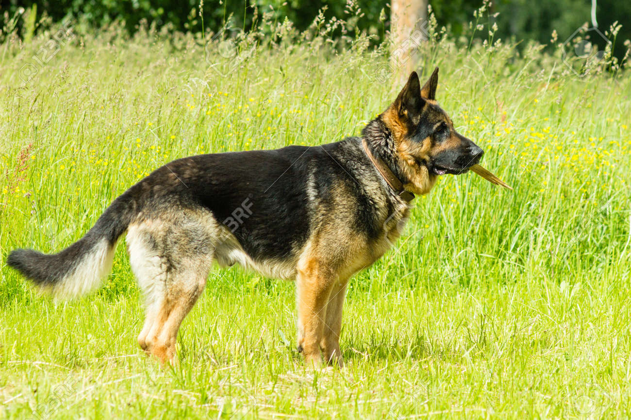 Le Berger Allemand Est Une Race De Chien De Travail De Taille Moyenne à Grande Qui Est Originaire Dallemagne