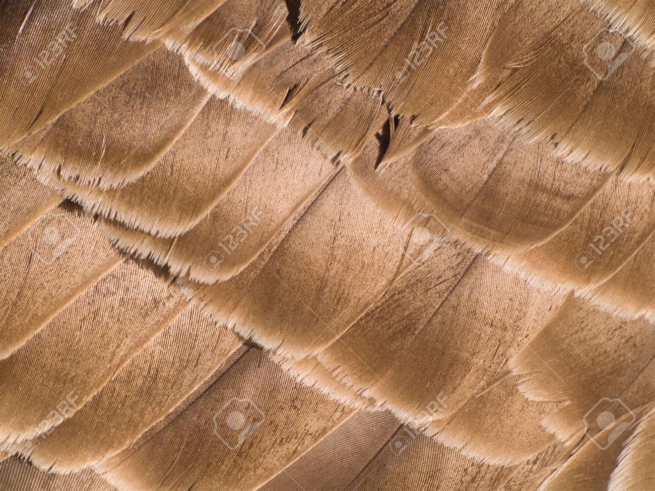 canada goose real feathers canada goose real feathers