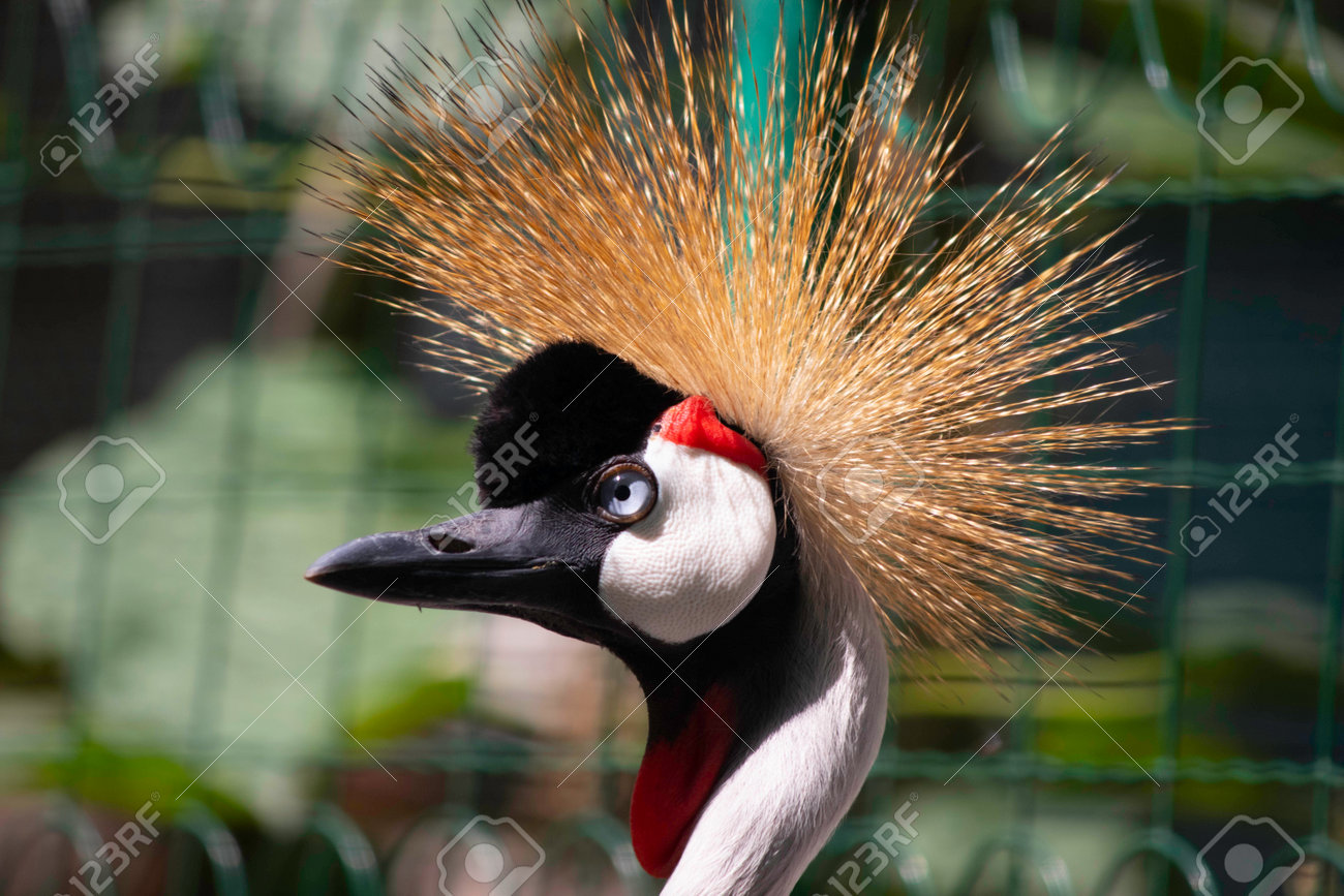 Schöner Vogel Mit Getufteten Posen In Der Voliere Des Zoos Lizenzfreie  Fotos, Bilder und Stock Fotografie. Image 177905687.