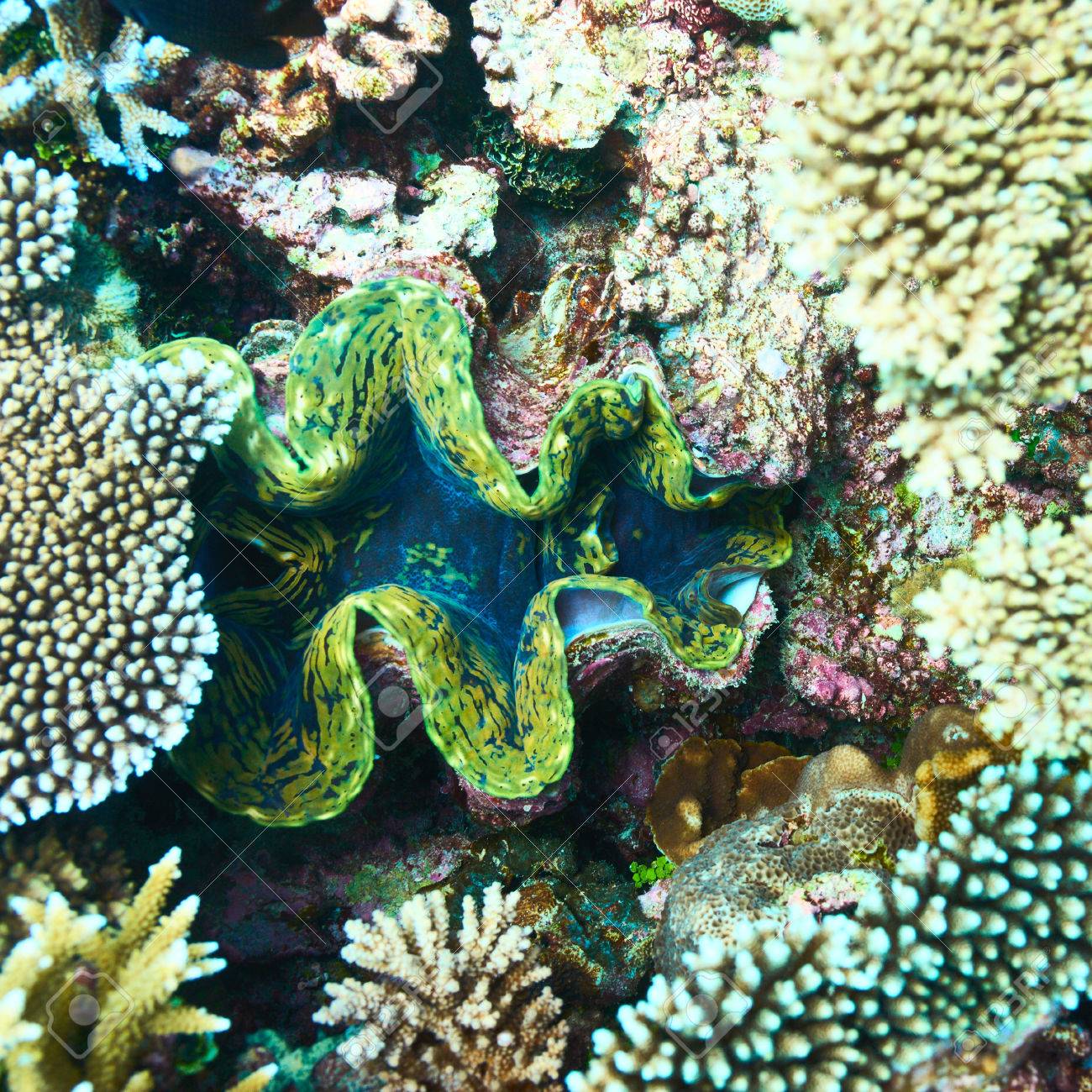 熱帯のサンゴ礁での巨大なハマグリ シャコガイギガス の写真素材 画像素材 Image 熱帯のサンゴ礁での巨大なハマグリ シャコガイギガス の写真素材 画像素材 Image