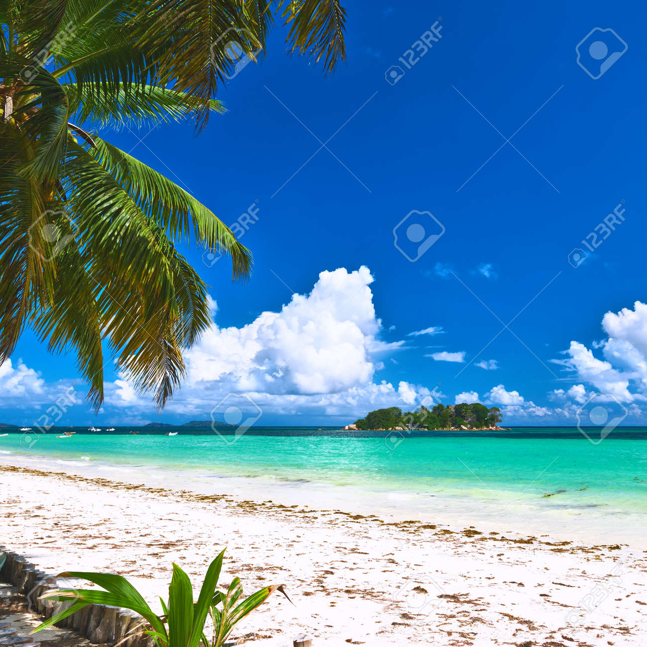 Belle Plage Avec Palmier Au Seychelles Praslin Côte Dor