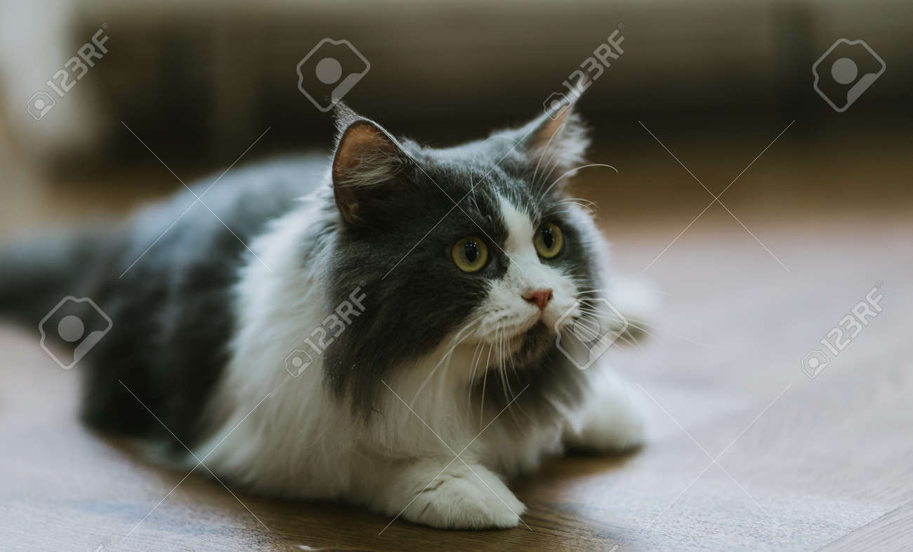 etiam-dictum-ipsum-a-felis