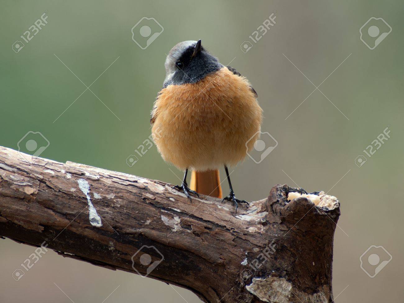 etiam-dictum-ipsum-a-felis