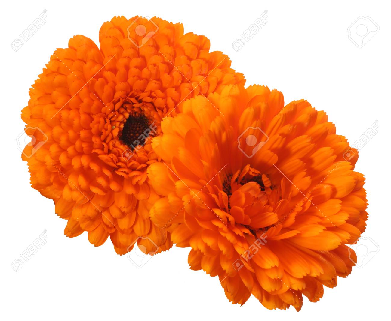 ポットマリーゴールドの花頭 の写真素材 画像素材 Image