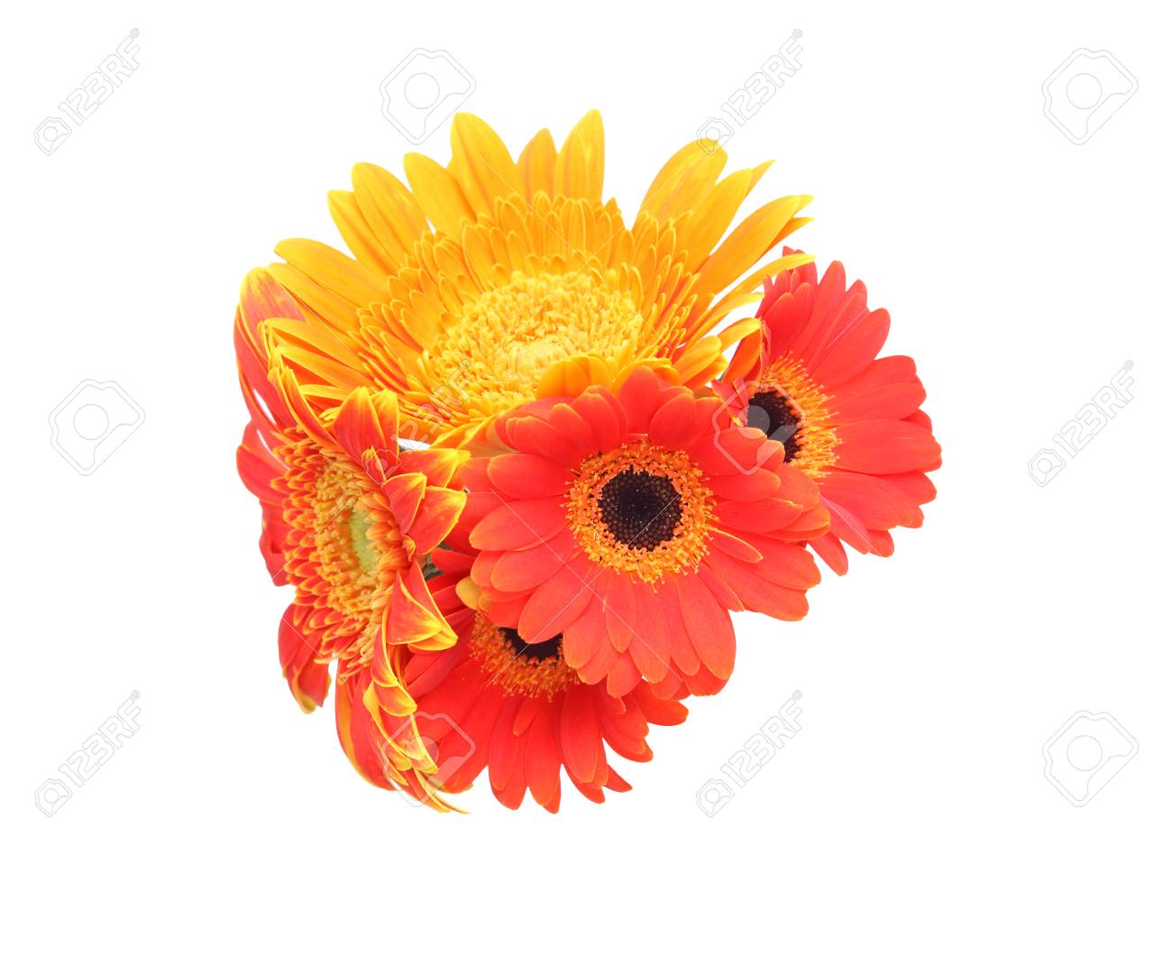 ガーベラの花束 の写真素材 画像素材 Image ガーベラの花束 の写真素材 画像素材 Image