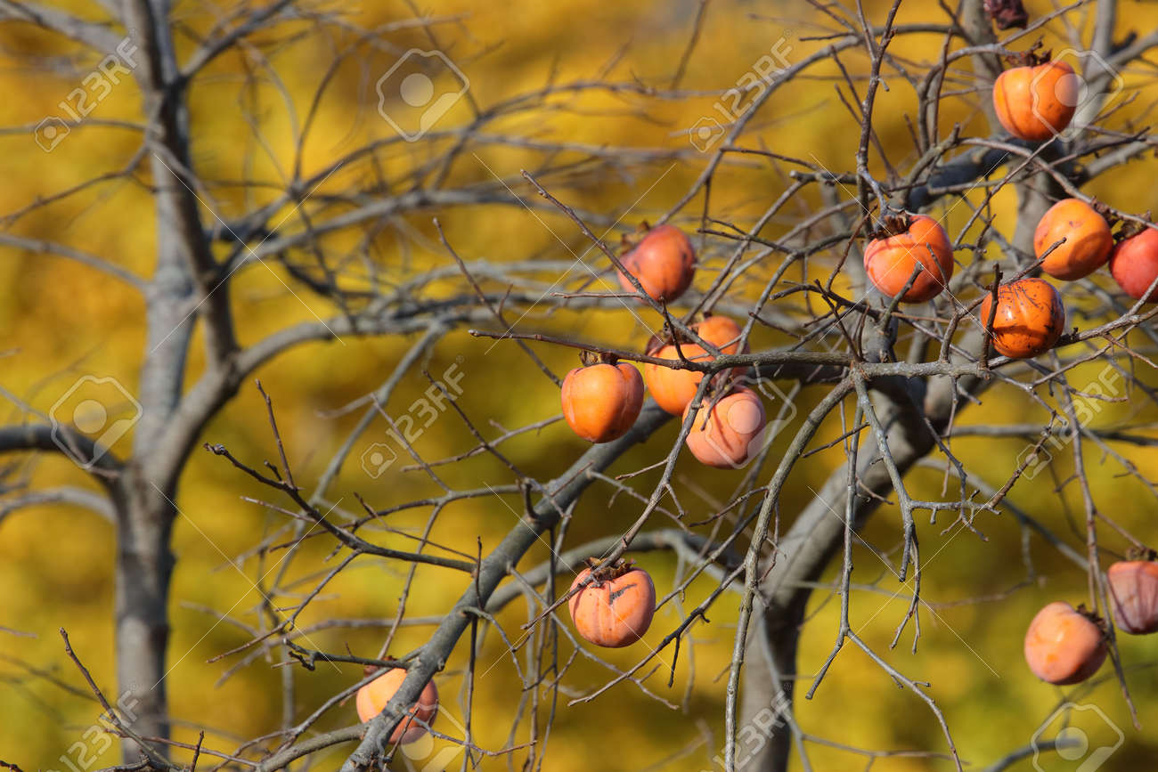 Combien de temps le pesimmon tree porte-t-il ses fruits