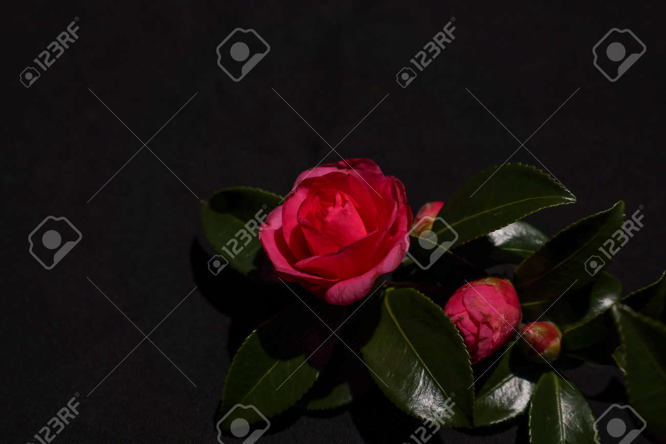 etiam-dictum-ipsum-a-felis