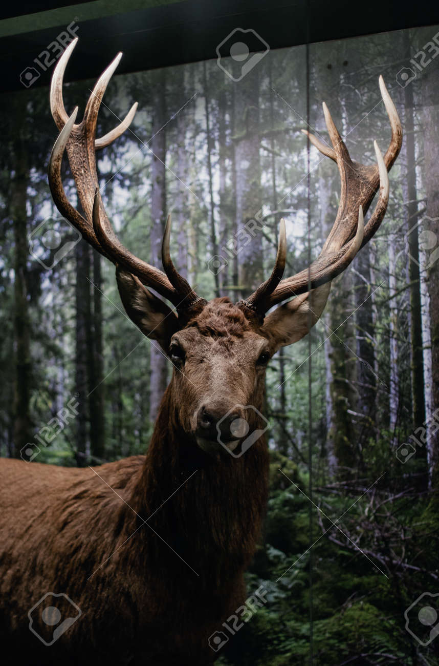エルクの詰め物。巨大な角でカメラを直接見ているヘラジカ。の写真素材