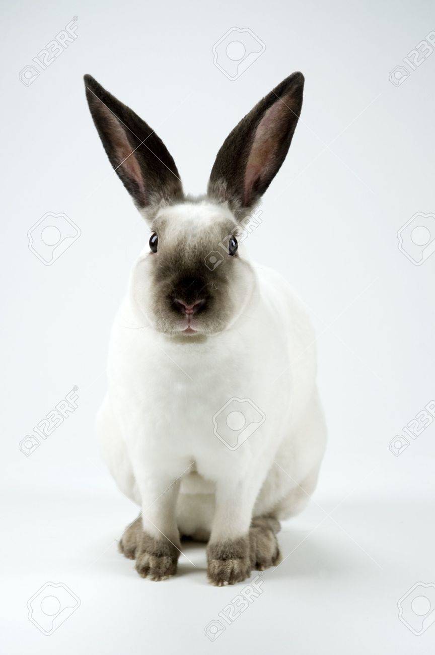 white mini rex