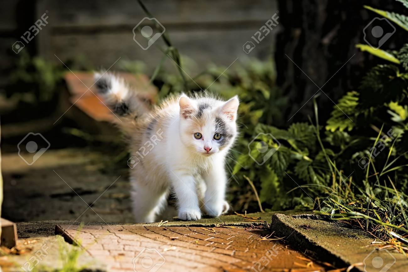 etiam-dictum-ipsum-a-felis