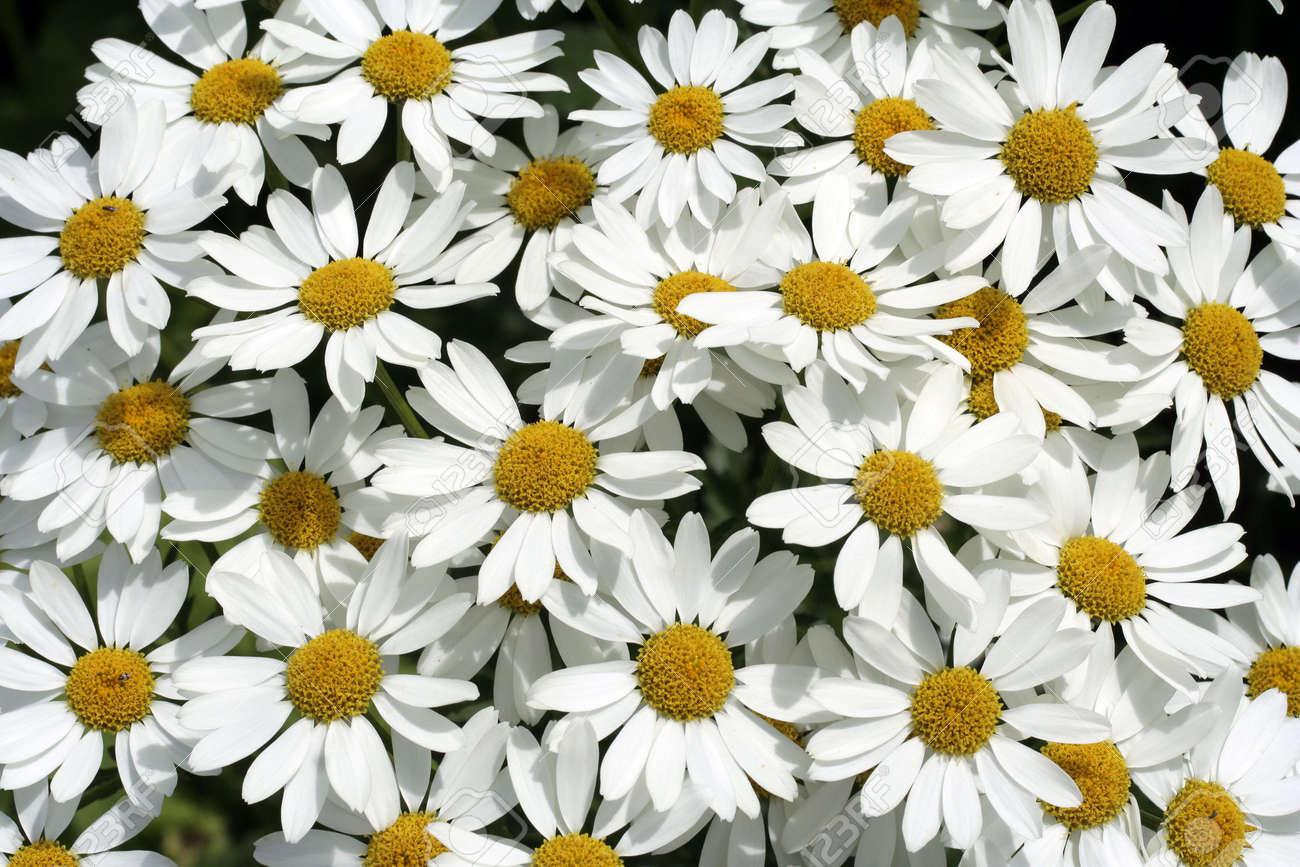 pictures of white daisies